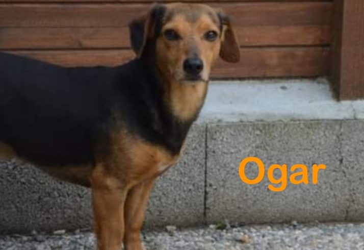 Ogar