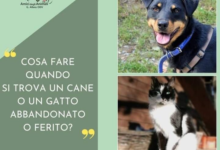 Cosa fare quando si trova un cane o un gatto abbandonato o ferito?