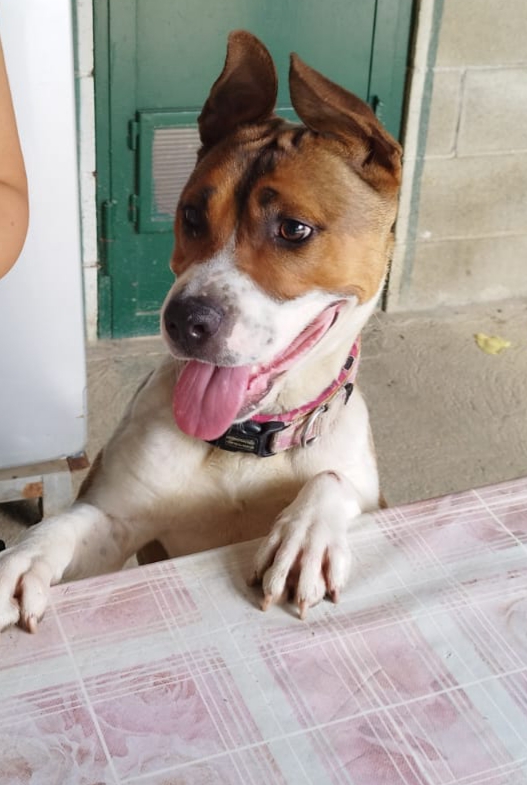 Zulema