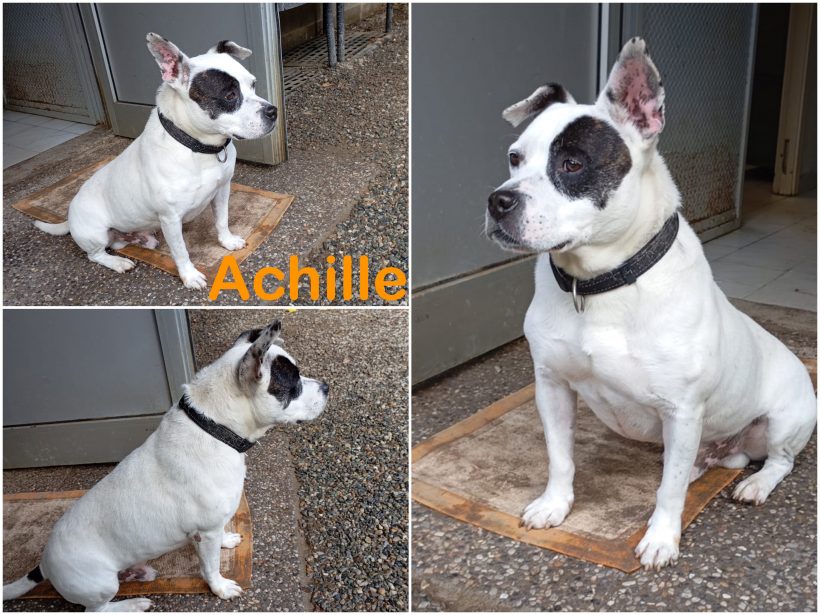 Achille