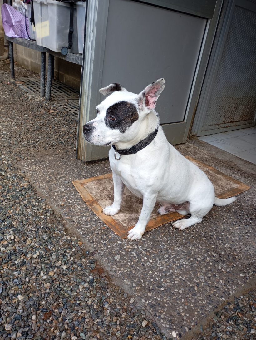 Achille