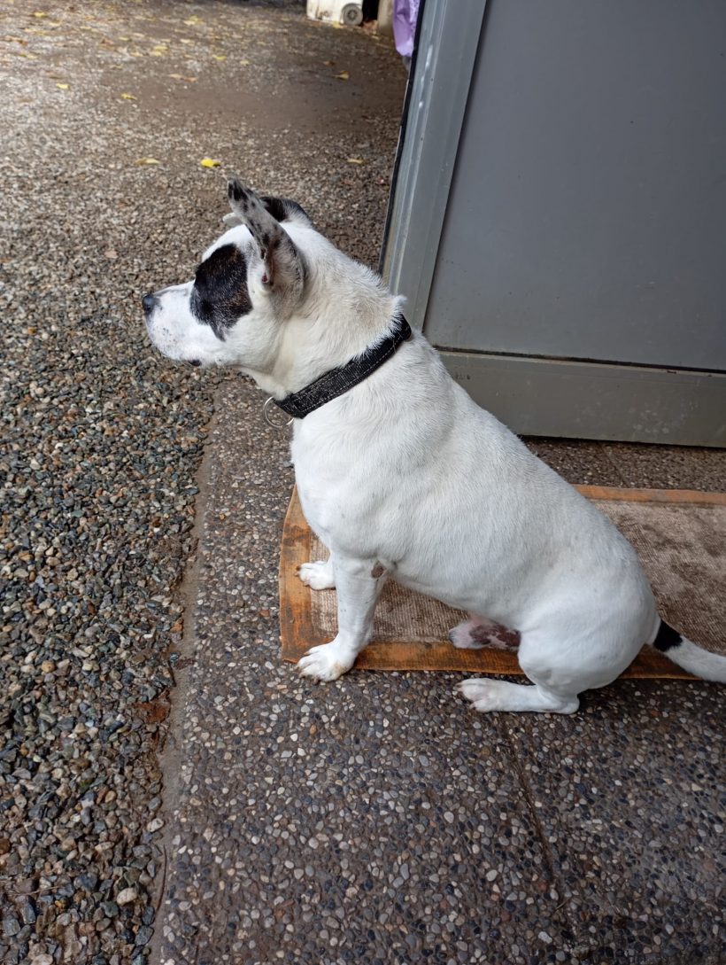 Achille