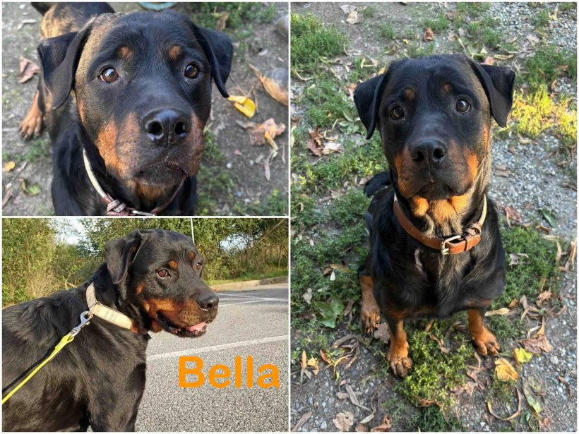 Bella