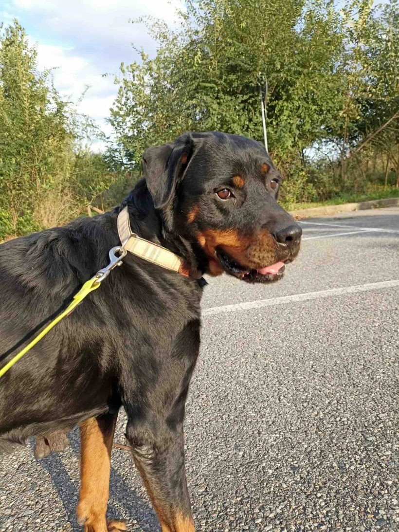 Bella