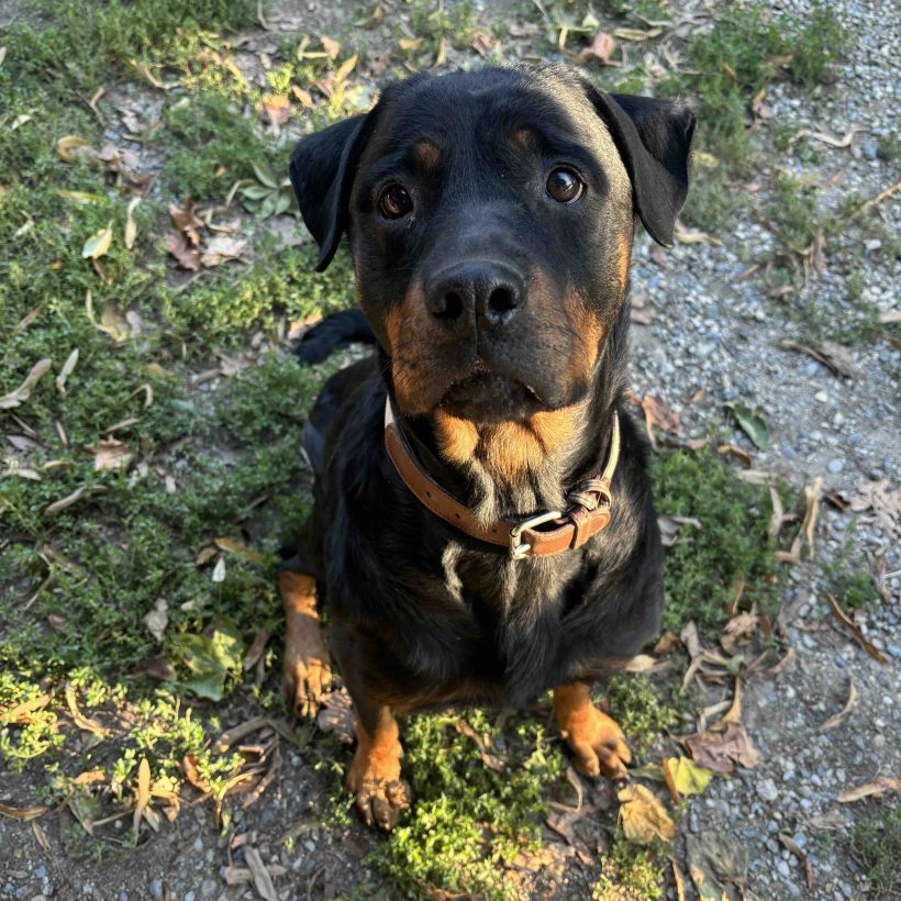 Bella