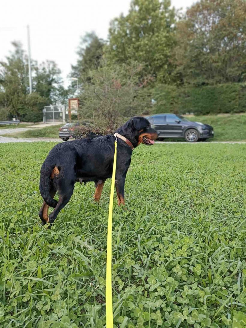 Bella