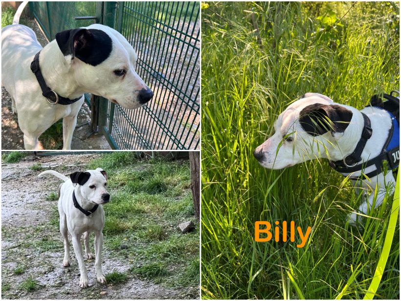 Billy