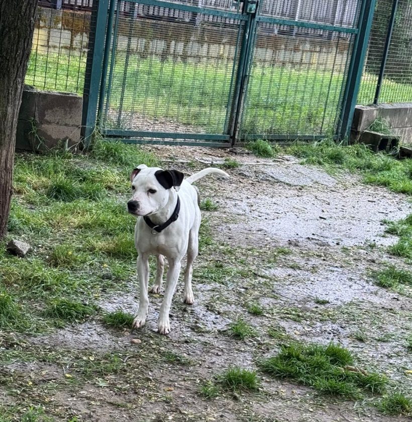 Billy