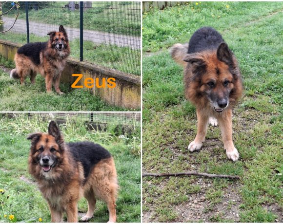 Zeus
