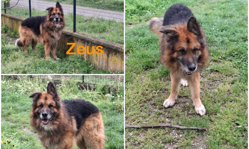 Zeus