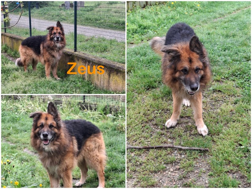 Zeus