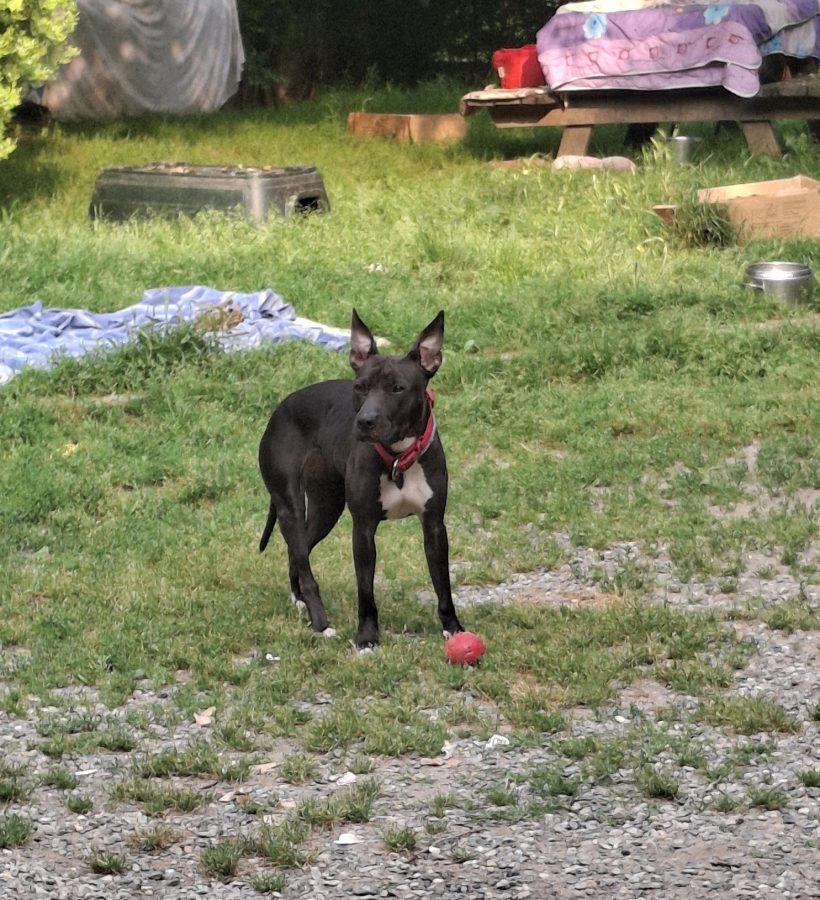 Nina