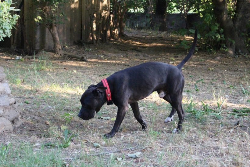 Totò