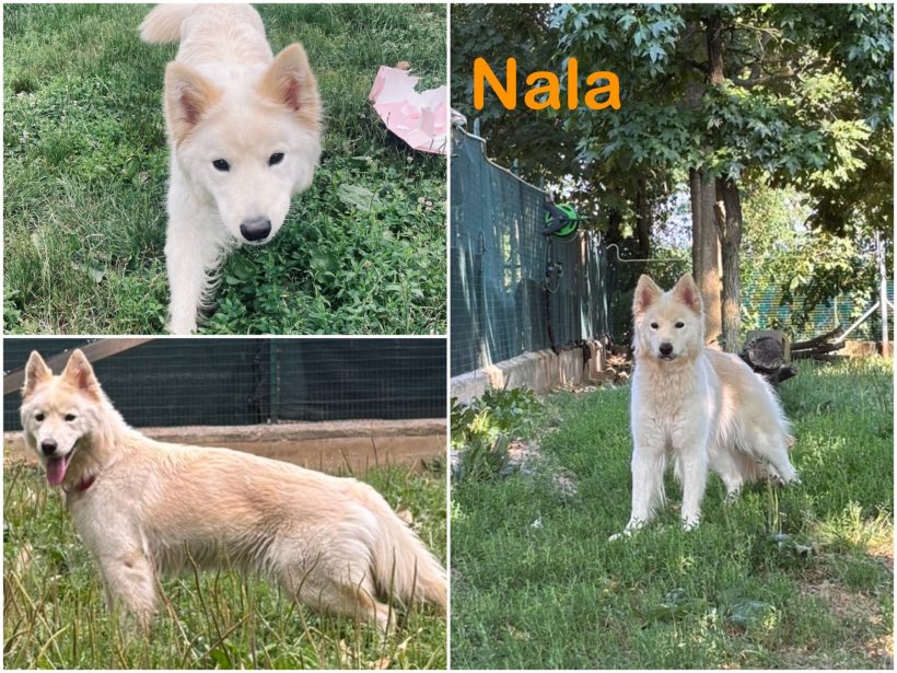 Nala
