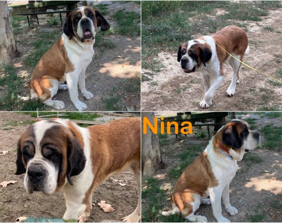 Nina