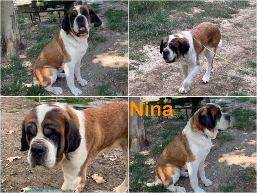 Nina