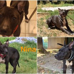 Nina