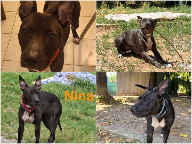 Nina