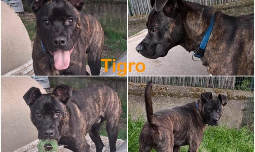 Tigro