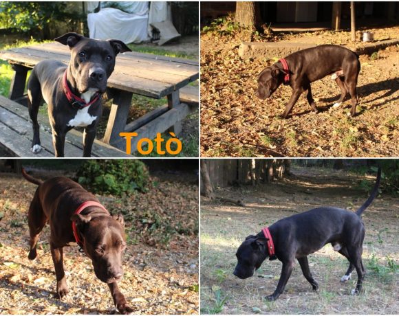Totò
