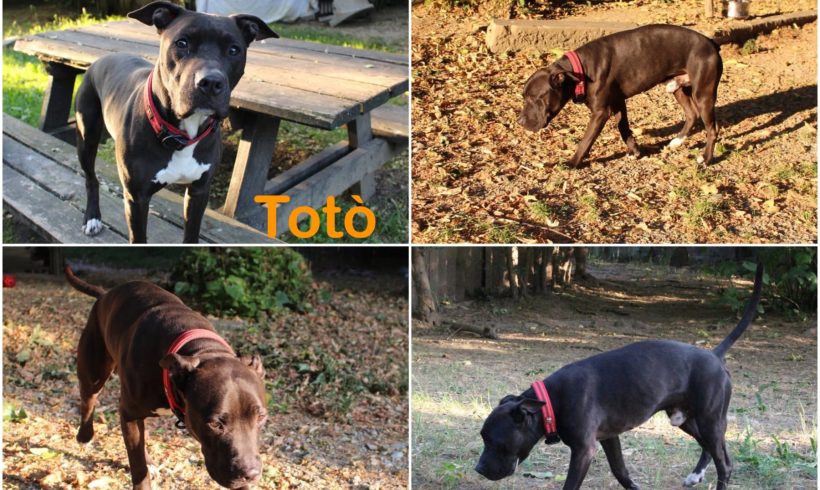 Totò