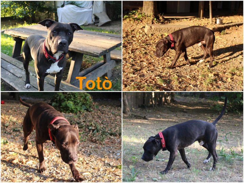 Totò