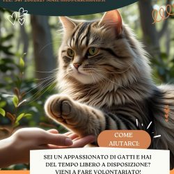 Corso Volontari gatti, 23 agosto 2025!