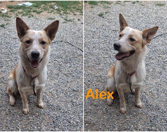 Alex Alex