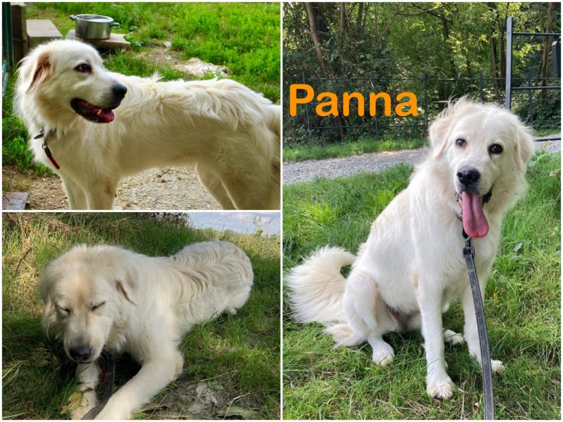 Panna