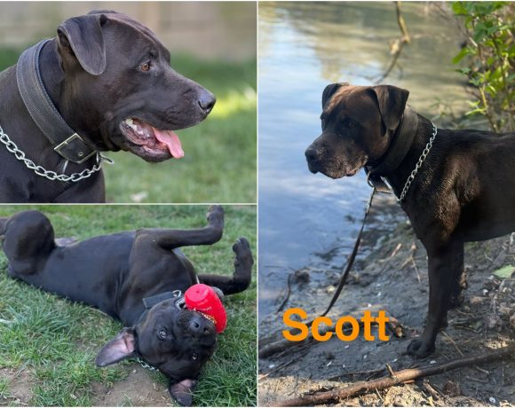 Scott