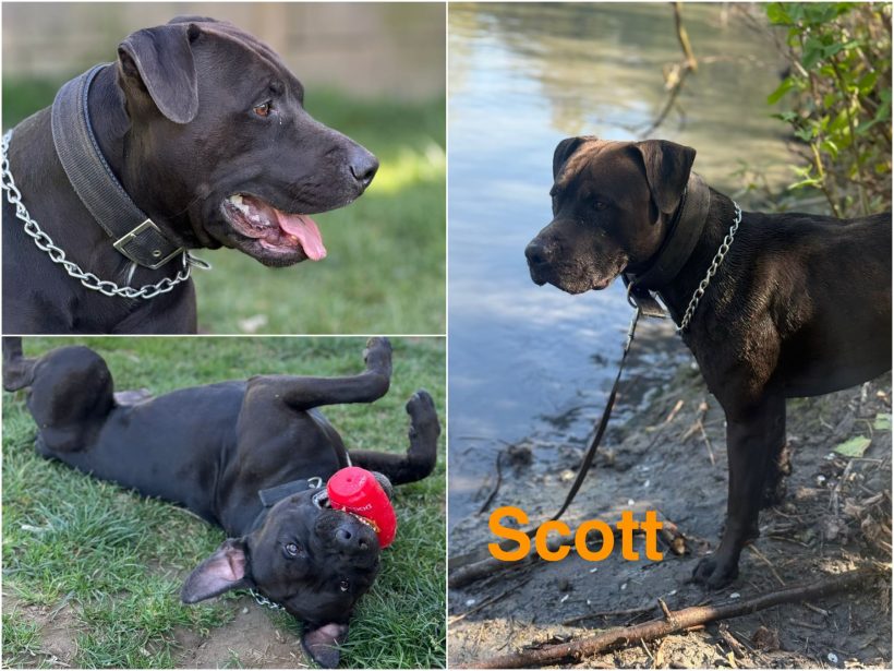 Scott
