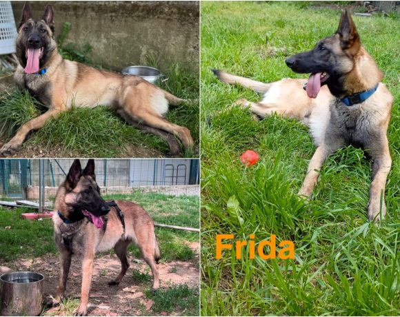 Frida Frida