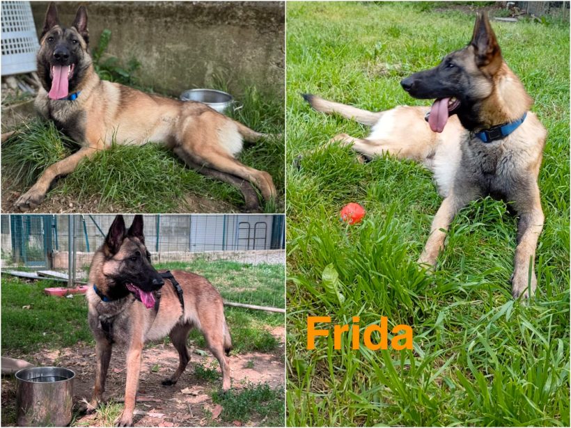 Frida