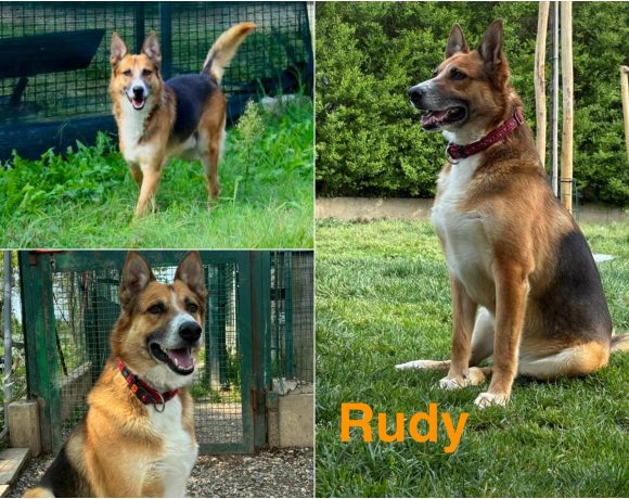 Rudy Rudy