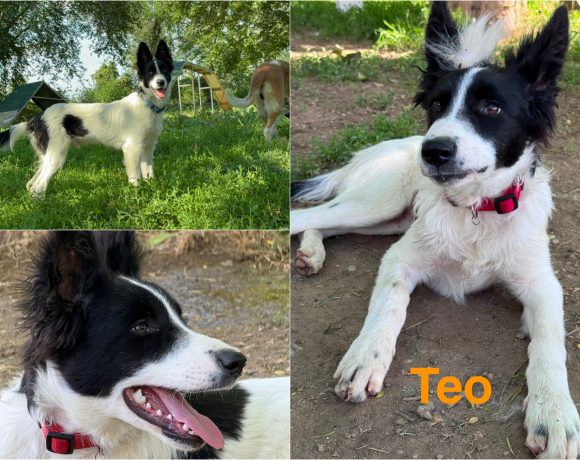 Teo