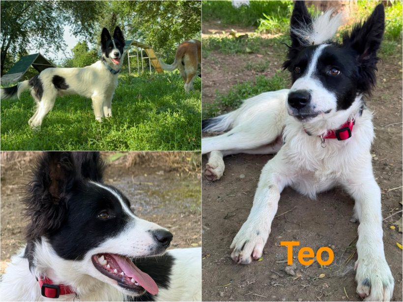 Teo